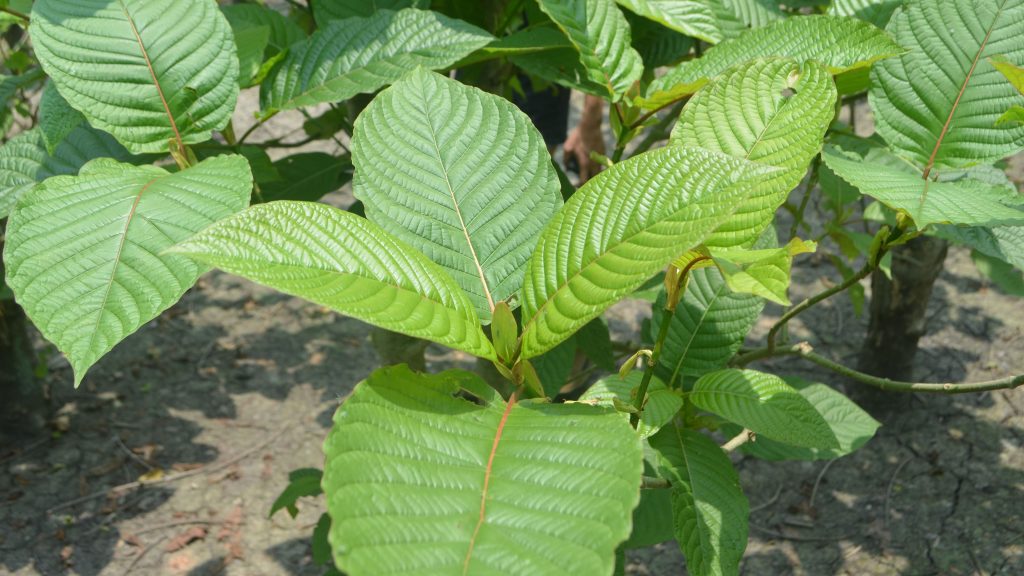 red borneo kratom strain